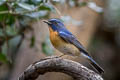 Indochinese Blue Flycatcher Cyornis sumatrensis indochina