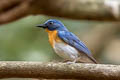 Indochinese Blue Flycatcher Cyornis sumatrensis indochina