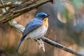 Indochinese Blue Flycatcher Cyornis sumatrensis indochina