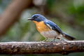 Indochinese Blue Flycatcher Cyornis sumatrensis indochina