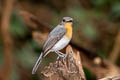 Indochinese Blue Flycatcher Cyornis sumatrensis indochina