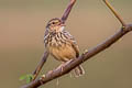 Indochinese Bush Lark Mirafra erythrocephala