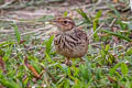Indochinese Bush Lark Plocealauda erythrocephala