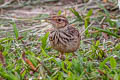 Indochinese Bush Lark Mirafra erythrocephala