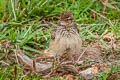 Indochinese Bush Lark Plocealauda erythrocephala