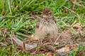 Indochinese Bush Lark Mirafra erythrocephala