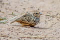 Indochinese Bush Lark Mirafra erythrocephala