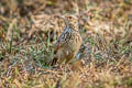 Indochinese Bush Lark Mirafra erythrocephala