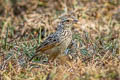 Indochinese Bush Lark Mirafra erythrocephala