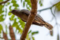 Indochinese Cuckooshrike Lalage polioptera polioptera