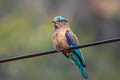 Indochinese Roller Coracias affinis (Burmese Roller, Black-billed Roller)