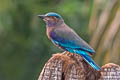 Indochinese Roller Coracias affinis (Burmese Roller, Black-billed Roller)