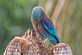 Indochinese Roller Coracias affinis (Burmese Roller, Black-billed Roller)