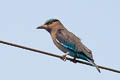 Indochinese Roller Coracias affinis (Burmese Roller, Black-billed Roller)