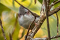 Indochinese Bush Lark