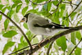 Japanese Grosbeak Eophona personata magnirostris