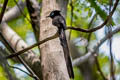 Black Paradise Flycatcher Terpsiphone atrocaudata atrocaudata (Japanese Paradise Flycatcher)