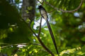 Black Paradise Flycatcher Terpsiphone atrocaudata atrocaudata (Japanese Paradise Flycatcher)