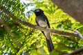 Black Paradise Flycatcher Terpsiphone atrocaudata atrocaudata (Japanese Paradise Flycatcher)