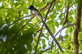 Black Paradise Flycatcher Terpsiphone atrocaudata atrocaudata (Japanese Paradise Flycatcher)