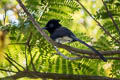 Black Paradise Flycatcher Terpsiphone atrocaudata atrocaudata (Japanese Paradise Flycatcher)