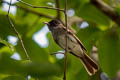 Black Paradise Flycatcher Terpsiphone atrocaudata atrocaudata (Japanese Paradise Flycatcher)