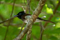 Black Paradise Flycatcher Terpsiphone atrocaudata atrocaudata (Japanese Paradise Flycatcher)