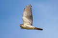 Japanese Sparrowhawk Tachyspiza gularis ssp.