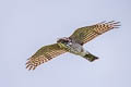 Japanese Sparrowhawk Tachyspiza gularis ssp.