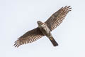 Japanese Sparrowhawk Tachyspiza gularis ssp.