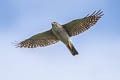 Japanese Sparrowhawk Tachyspiza gularis ssp.