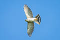 Japanese Sparrowhawk Tachyspiza gularis ssp.