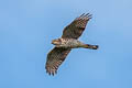 Japanese Sparrowhawk Tachyspiza gularis ssp.