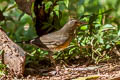 Japanese Thrush Turdus cardis