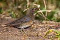 Japanese Thrush Turdus cardis