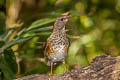 Japanese Thrush Turdus cardis