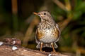 Japanese Thrush Turdus cardis