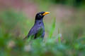 Javan Myna Acridotheres javanicus