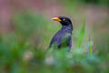 Javan Myna Acridotheres javanicus