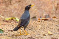 Javan Myna Acridotheres javanicus