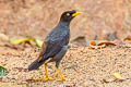 Javan Myna Acridotheres javanicus