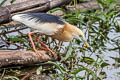 Javan Pond Heron Ardeola speciosa continentalis