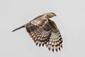 Jerdon's Baza Aviceda jerdoni jerdoni