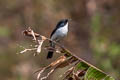 Jerdon's Bush Chat Saxicola jerdoni