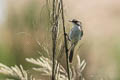 Jerdon's Bush Chat Saxicola jerdoni