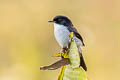 Jerdon's Bush Chat Saxicola jerdoni