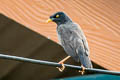 Jungle Myna Acridotheres fuscus torquatus