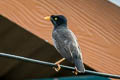 Jungle Myna Acridotheres fuscus torquatus