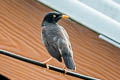 Jungle Myna Acridotheres fuscus torquatus