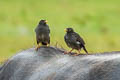 Jungle Myna Acridotheres fuscus torquatus